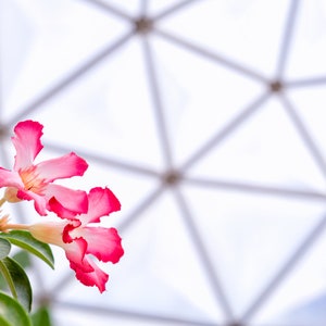 May include: Two pink and white flowers with five petals each, blooming against a blurred background of a white geodesic dome.