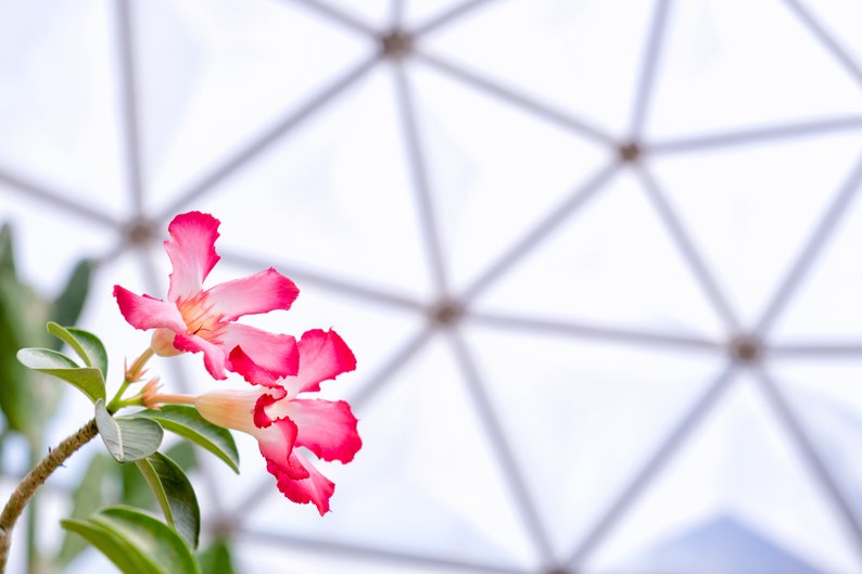 May include: Two pink and white flowers with five petals each, blooming against a blurred background of a white geodesic dome.