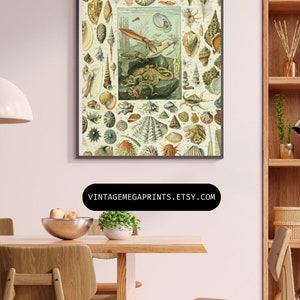 Millot&#39;s Natural History Shell Print