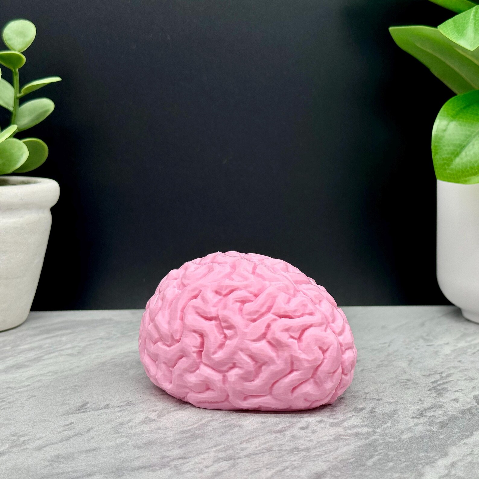 Brain Model, Brain Statue, Brain Decoration for Home, School, Work ...