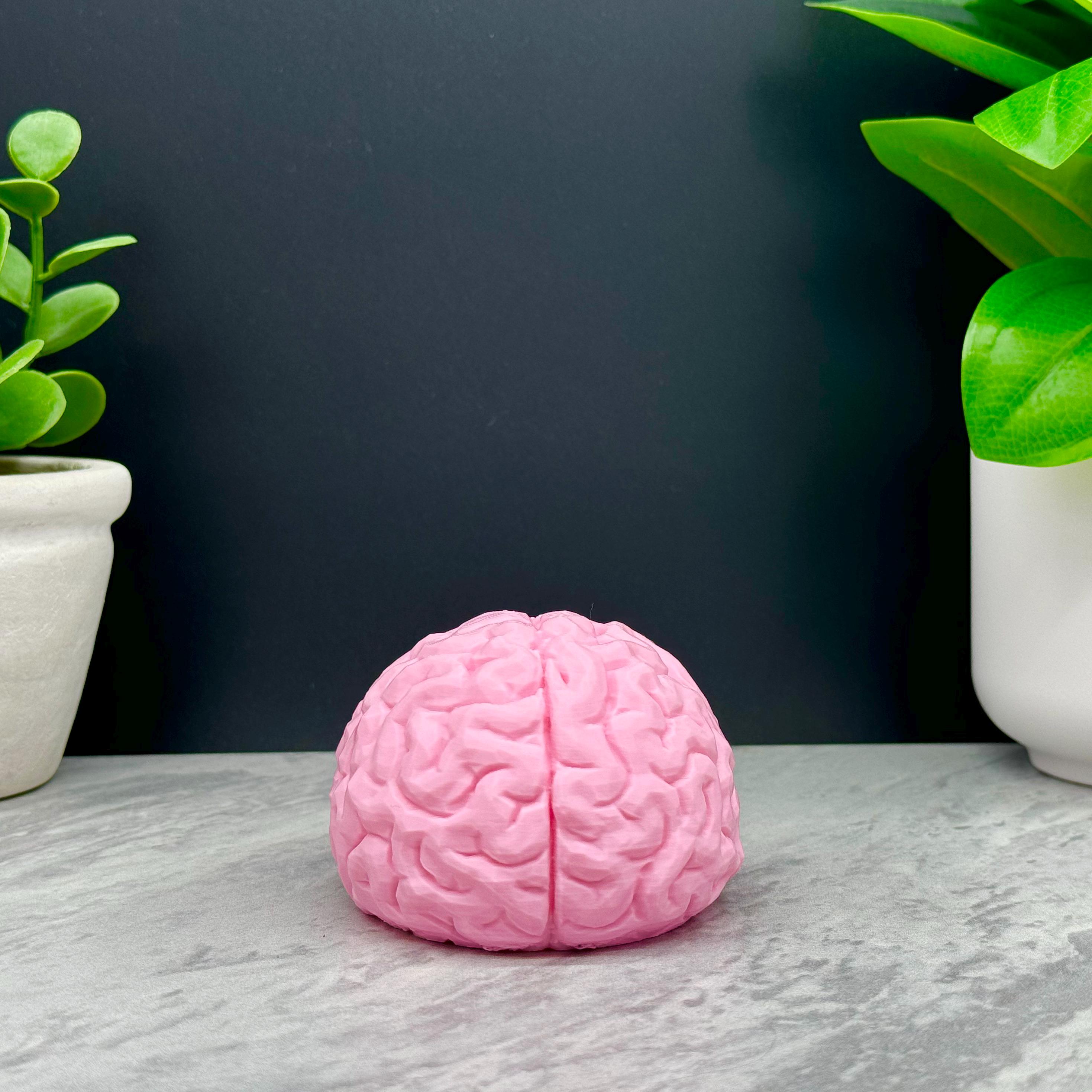 Brain Model, Brain Statue, Brain Decoration for Home, School, Work ...