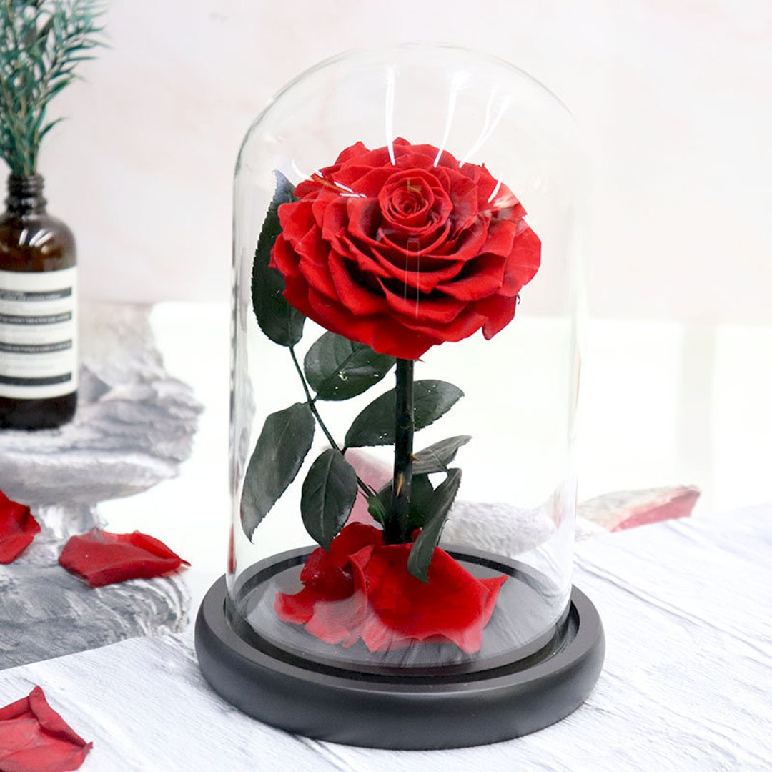 Vera rosa stabilizzata in cupola di vetro La Bella e la Bestia