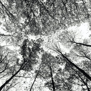 Foglie nel cielo, alberi, autunno, sentiero degli Appalachi, foresta, bianco e nero, BW, B&W, stampa su tela, metallo, acrilico