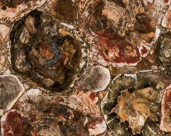 Petrified wood slab