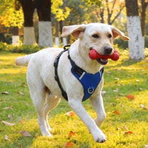 Puede incluir: Un perro Labrador Retriever de color amarillo claro con un arnés azul con ribete negro, corriendo sobre un césped. El perro tiene un juguete rojo para masticar en la boca. El fondo incluye árboles y hojas.
