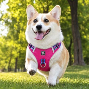 Puede incluir: Un perro Corgi feliz con un arnés rosa brillante con detalles azules y morados, corriendo sobre hierba verde. El perro tiene un pelaje blanco y canela y está sonriendo. El fondo es un parque verde borroso.