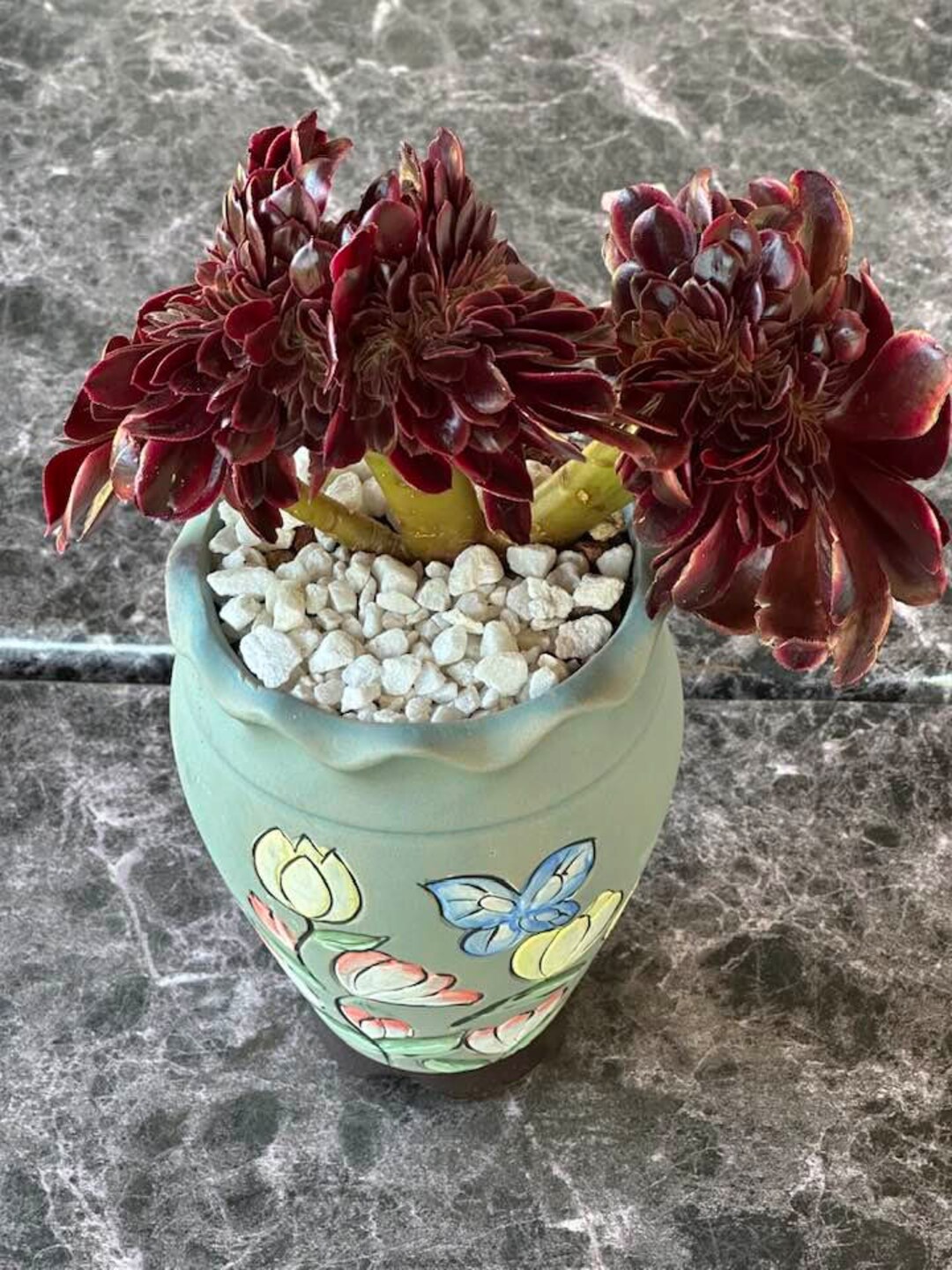 Rare Crested Korean Medusa Aeonium A Must Have Addition to Etsy