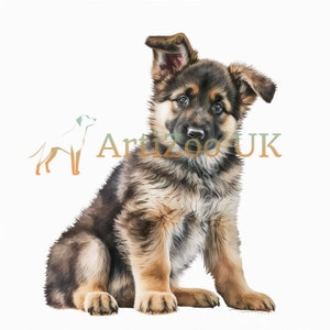 Op de afbeelding: Een bruine en zwarte Duitse herder puppy zittend met één oor omhoog en de andere omlaag. De puppy kijkt met een nieuwsgierige uitdrukking naar de camera.