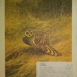 May include: A print of a short-eared owl perched in tall grass. The owl has brown and white feathers with a yellow beak. The print is titled "Short Eared Owl" and includes the scientific name "ASIO FLAMMEUS".