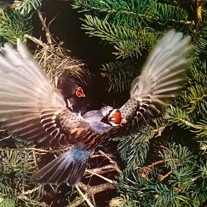 MOEDERVOGEL Kuikens voeren, 20x16" Open Edition Print, Vintage New 1970s, Near Mint