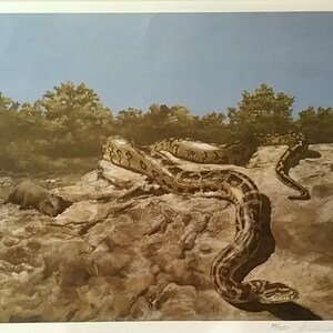 May include: A brown and black snake coiled on a rocky surface with a small brown animal in the foreground. The snake is in a natural setting with trees in the background.