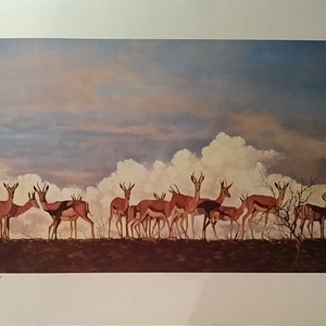 OCKERT VERMEULEN, African Springbok &quot;Alert and Alive&quot;, Open Edition 28x19&quot; Vintage New 1980s South African Print, Mint