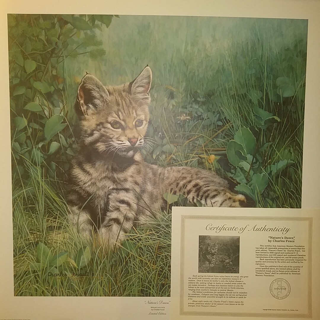 Charles Frace Bobcat Kitten Print, 