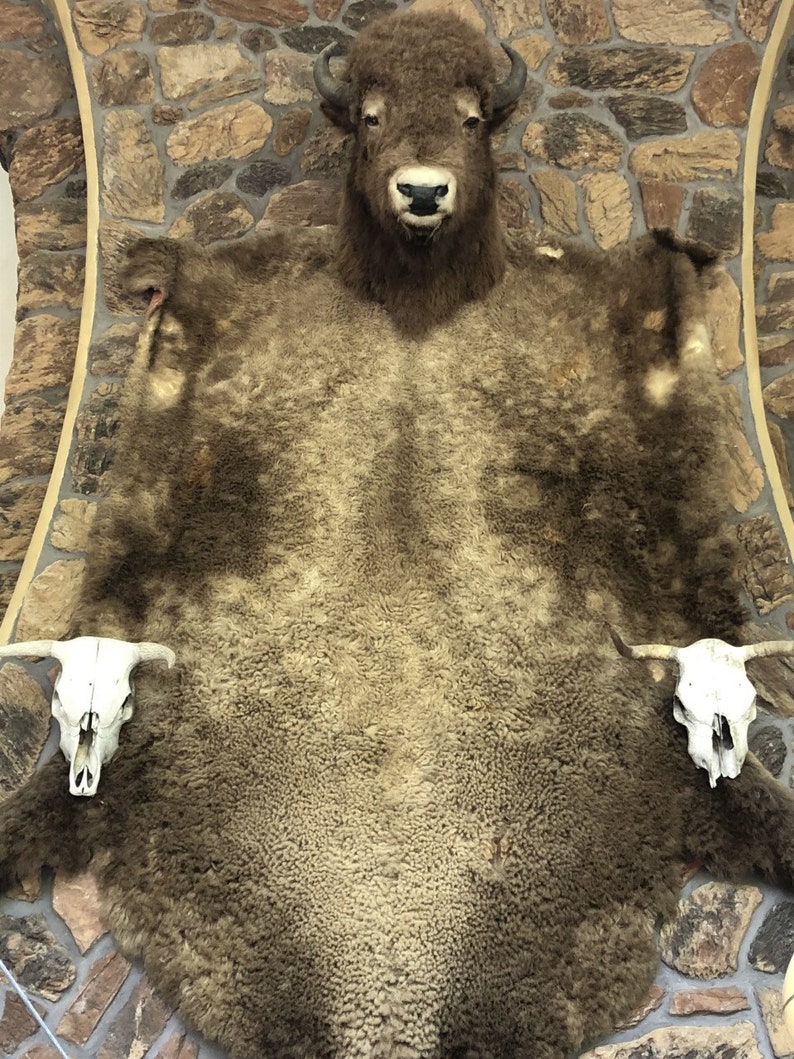 BUFFALO BISON TROPHY Head and Hide Robe, Shoulder Mount and Skin Fur