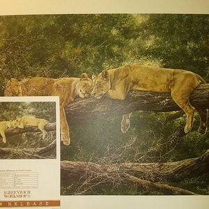 SIMON COMBES Lions &quot;Manyara Afternoon&quot;, Signed and Numbered (#193) 1980 Vintage New 26x20&quot; Limited Edition, with NRC, Mint