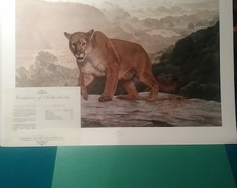 Charles Frace Cougar „Shasta” Print, edycja limitowana z podpisem, certyfikat autentyczności