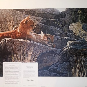 TERRY ISAAC Cougar, Puma, Mountain Lion  &quot;Afternoon Light&quot;, Signed, Numbered (#807) Vintage New 1989 34x25&quot; Ltd. Ed. with COA, Folder, Mint