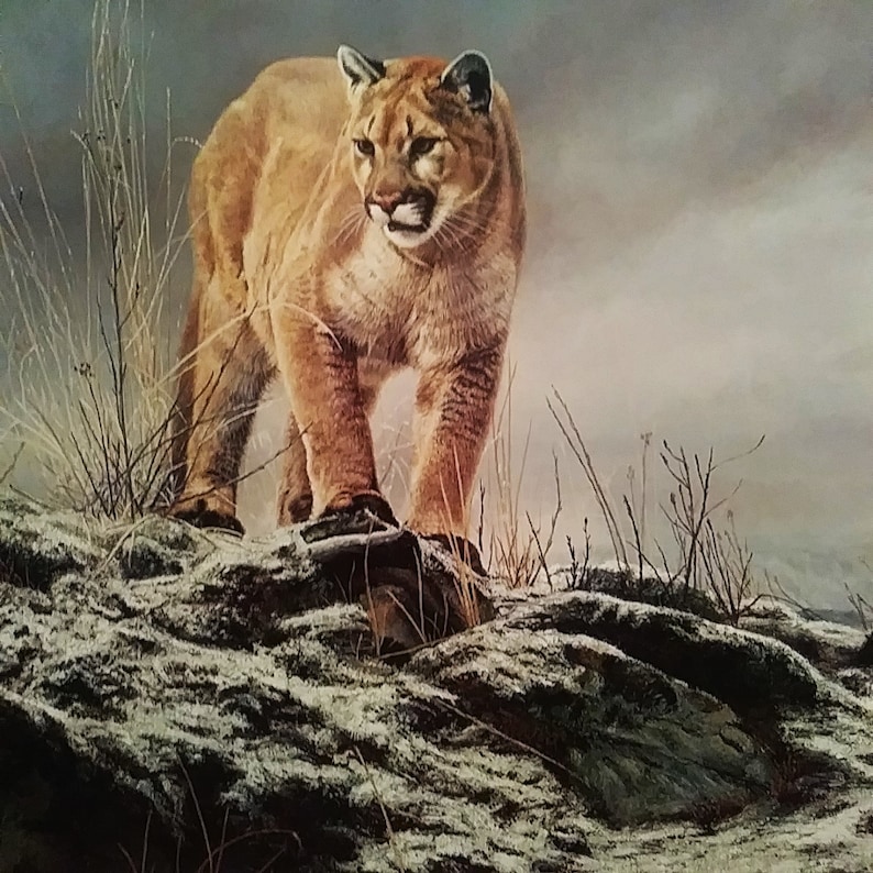 May include: A large, tan-coloured mountain lion stands on a rocky outcrop covered in snow. The lion is looking to the right of the image, with its head slightly tilted. The background is a hazy, grey sky.