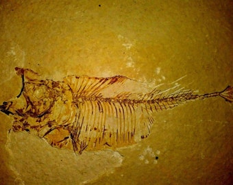 ナイティア化石、宝石博物館品質、ドラマチックなポーズ、グリーン