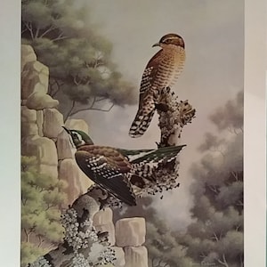SIMON CALBURN, &quot;Didric Cuckoo&quot; from &quot;Birds of South Africa&quot;, Vintage New 1975 Open Edition Print, 23x17&quot;, NM-M