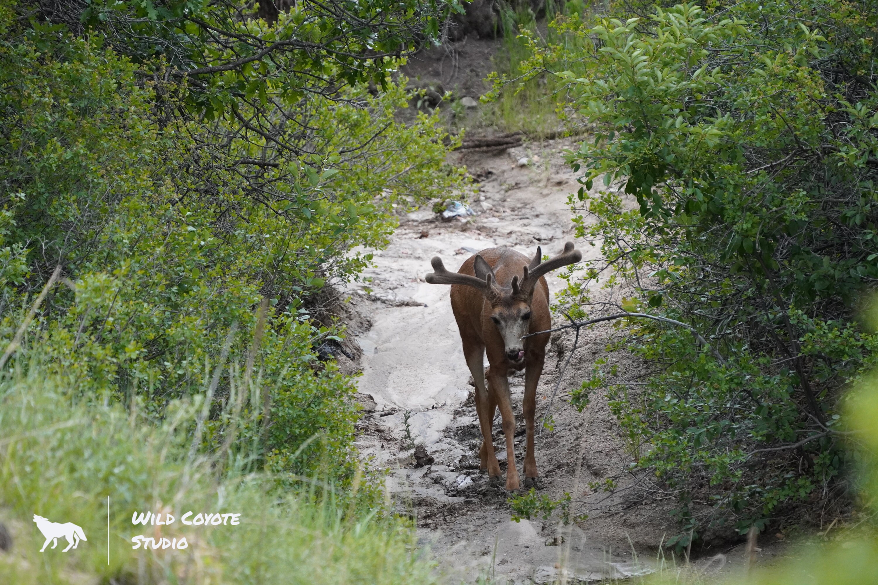 Deer Photography | Color Print | Buck Print | Deer Buck Photograph | Wildlife Photography | Color Print | Series Print | Colorado