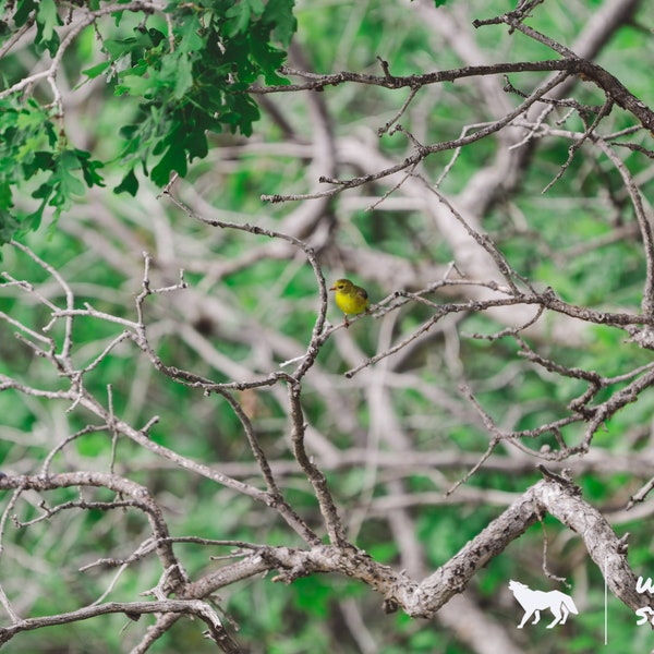 Three Birds Photograph | Golden Finch | Red Finch | Bluebird | Bird Photography | Wildlife Photography | Wildlife Print | Photography Print