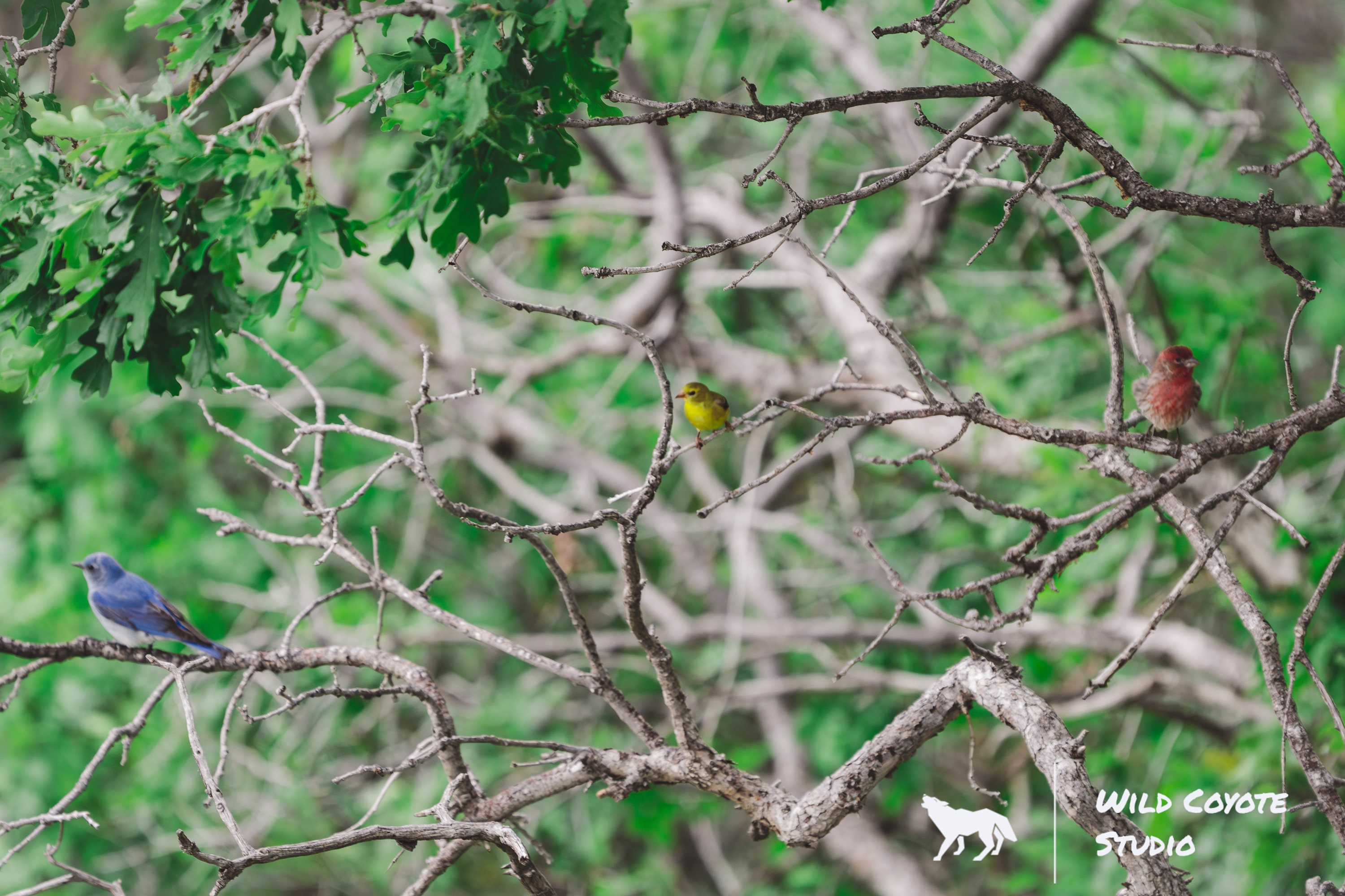 Three Birds Photograph | Golden Finch | Red Finch | Bluebird | Bird Photography | Wildlife Photography | Wildlife Print | Photography Print