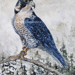 PEREGRINE FALCON Watercolor Bird Art Print by Danette