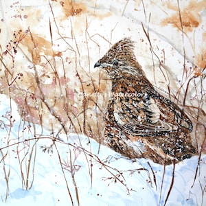 PA RUFFED GROUSE Watercolor Bird Art Print by Danette