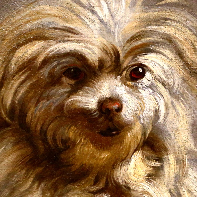 Puede incluir: Primer plano de un perro blanco con pelo marr&oacute;n, mirando directamente al espectador. El perro tiene un pelaje esponjoso y peludo y ojos marrones oscuros.