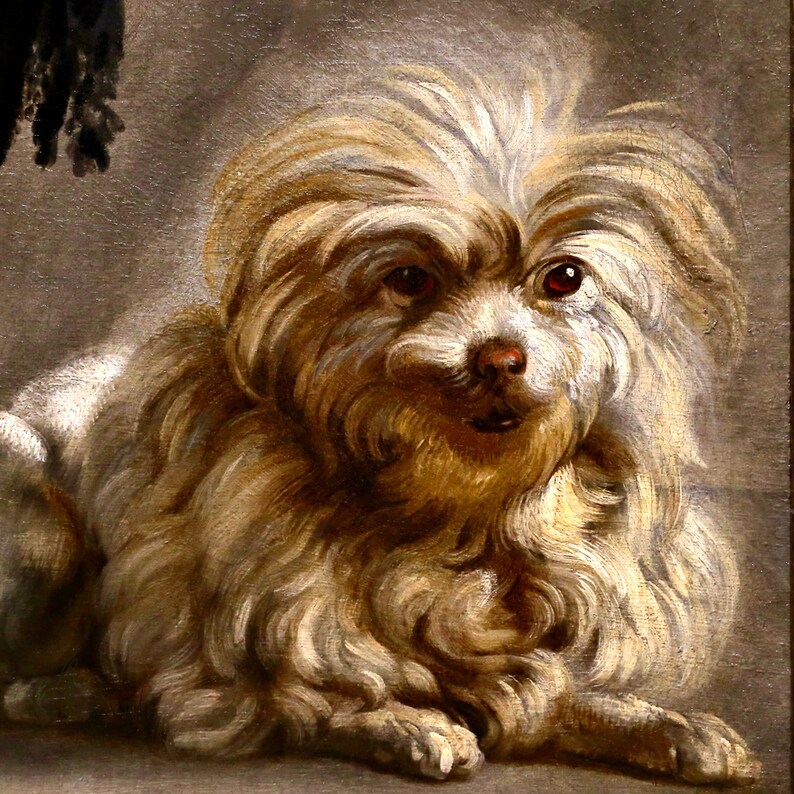 Puede incluir: Un perro blanco y marr&oacute;n esponjoso con pelo largo sentado sobre un fondo marr&oacute;n. El perro tiene un hocico blanco y ojos marrones oscuros.