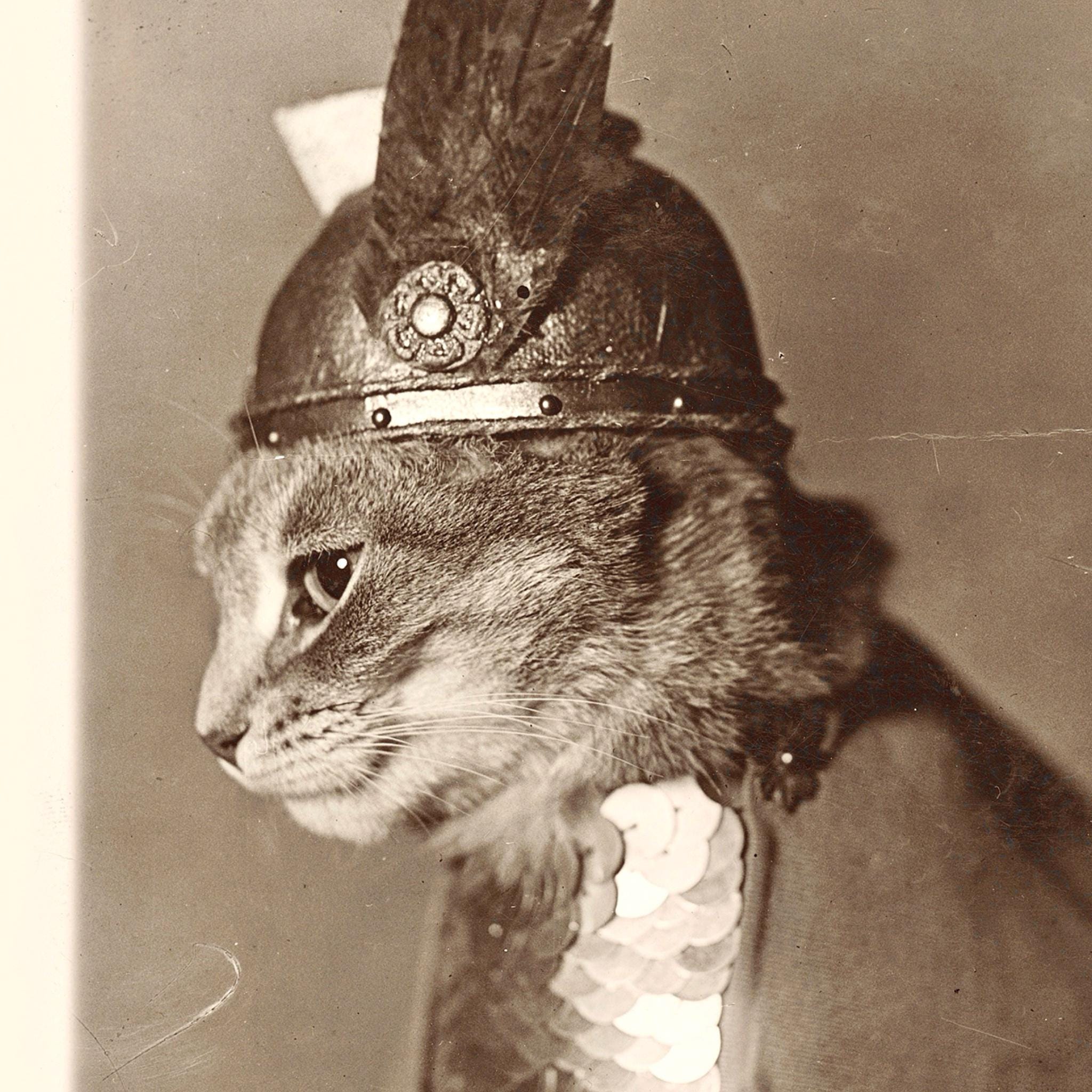 Brünnhilde, Valkyrie Cat Photograph, Antique Vintage Cat Photo