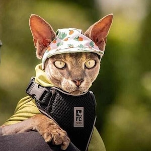 Peut inclure: Un chat Sphynx portant un sweat à capuche vert clair, un harnais noir et un petit chapeau avec un motif de fruits. Le chat est tenu par une personne, avec un arrière-plan vert flou.