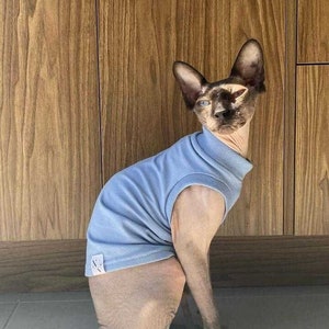 May include: A Sphynx cat wearing a pale blue turtleneck jumper. The hairless cat has dark skin and blue eyes. It is sitting in front of a wooden cabinet.