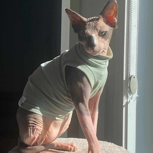 Puede incluir: Un gato Sphynx con un suéter de cuello alto verde claro está sentado en un árbol para gatos redondo y beige. El gato tiene piel rosada con marcas grises oscuras y ojos azules. El gato está iluminado por la luz del sol.