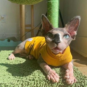 Puede incluir: Un gato Sphynx con un suéter amarillo descansa sobre una alfombra verde. El gato tiene piel pálida, orejas grandes y ojos azules. El fondo incluye un rascador verde y una estructura de madera.