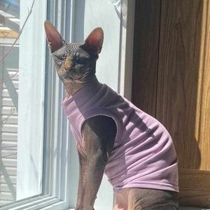 May include: A Sphynx cat, wearing a pale purple sweater, sits on a windowsill in the sunlight. The cat has wrinkled, hairless skin and large ears. The sweater has a ribbed collar and cuffs. The background includes a window and a wooden door.