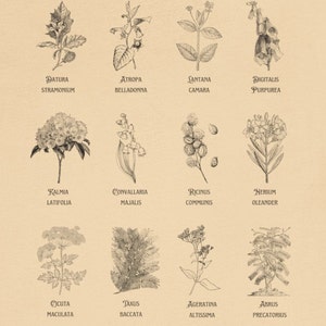 May include: A vintage botanical illustration featuring 12 different plants, each with its scientific and common name. The plants are drawn in black and white and are arranged in a grid pattern.