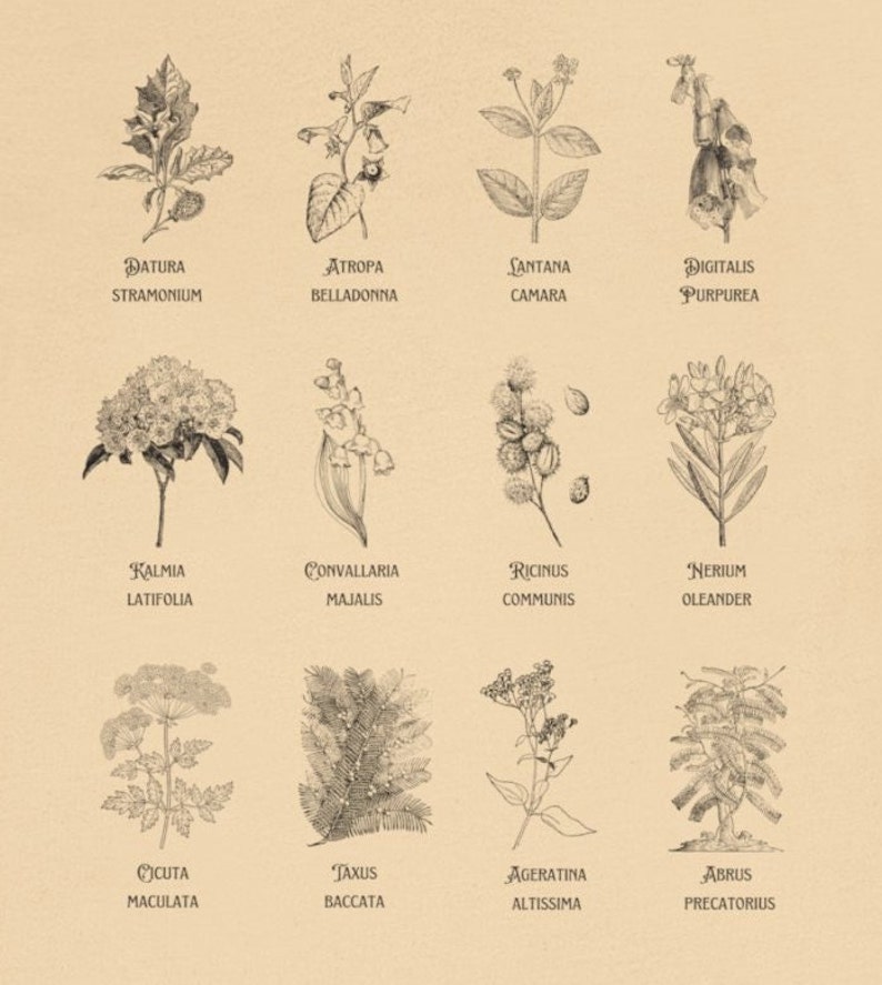 May include: A vintage botanical illustration featuring 12 different plants, each with its scientific and common name. The plants are drawn in black and white and are arranged in a grid pattern.