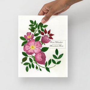 8x 10 - Hand-Painted Mountain Rose Botanical Print - Cottagecore/Farmhouse Décor-Spring/Easter/Mother&#39;s Day Gift-Home Décor -Herbalism/Magic