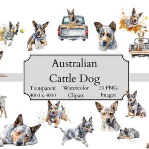 20 arquivos PNG de clipart aquarela de cachorro de gado australiano fofo, arquivo digital de clipart de cachorro de gado transparente, clipart de cachorro de gado australiano PNG