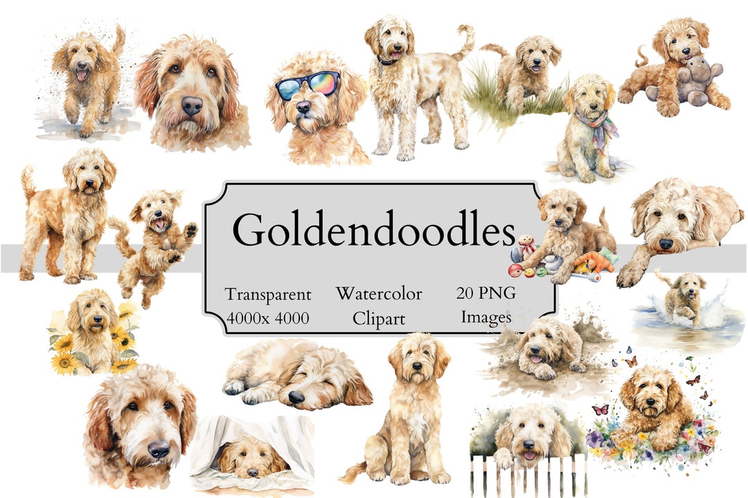 20 Cute Goldendoodle Watercolor Clipart PNG Files, Transparent