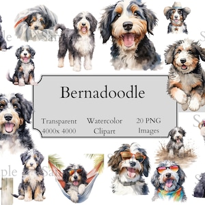 May include: A set of 20 watercolour clipart images of Bernedoodles in various poses, including a Bernedoodle wearing sunglasses, a Bernedoodle in a hammock, and a Bernedoodle wearing a cowboy hat. The images are transparent and 4000x4000 pixels.