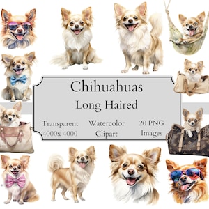 20 süße Chihuahua Aquarell Clipart PNG-Dateien, langhaarige Chihuahua, transparente Chihuahua Clipart digitale Datei, Chihuahua Clipart PNG