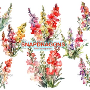 8 Clipart fleurs muflier aquarelle, téléchargement numérique PNG de fleurs, clipart fleurs de printemps, bordure fleurie d'Invitation de carte, Scrapbooking