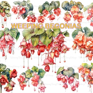 Weeping Begonia Clipart PNG Transparent, Begonia Flowers Digital Clip Art , Hanging Flower Borders PNG, Red Flowers Garden Flower Border PNG