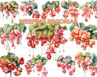 Weeping Begonia Clipart PNG Transparent, Begonia Flowers Digital Clip Art , Hanging Flower Borders PNG, Red Flowers Garden Border Theme PNG