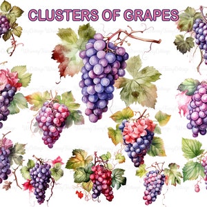 Clusters of Grapes PNG Transparent Clipart, Grapes PNG Scrapbook Cardmaking Fruit Elements Collage Banner Logo Stationery Border Background