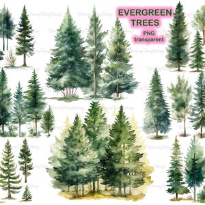 Clipart di albero sempreverde, albero di pino PNG, albero di arborvita verde PNG, sfondo albero di vacanze invernali PNG per la realizzazione di cartoline