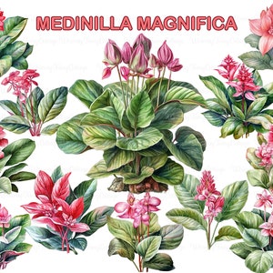 Medinilla Magnifica Plant Clipart PNG Transparent, Red Tropical Flowers PNG, Flower Scrapbook Elements, Journaling Flower Border PNG